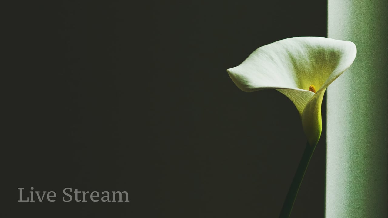 Live Stream (picture of a lily)
